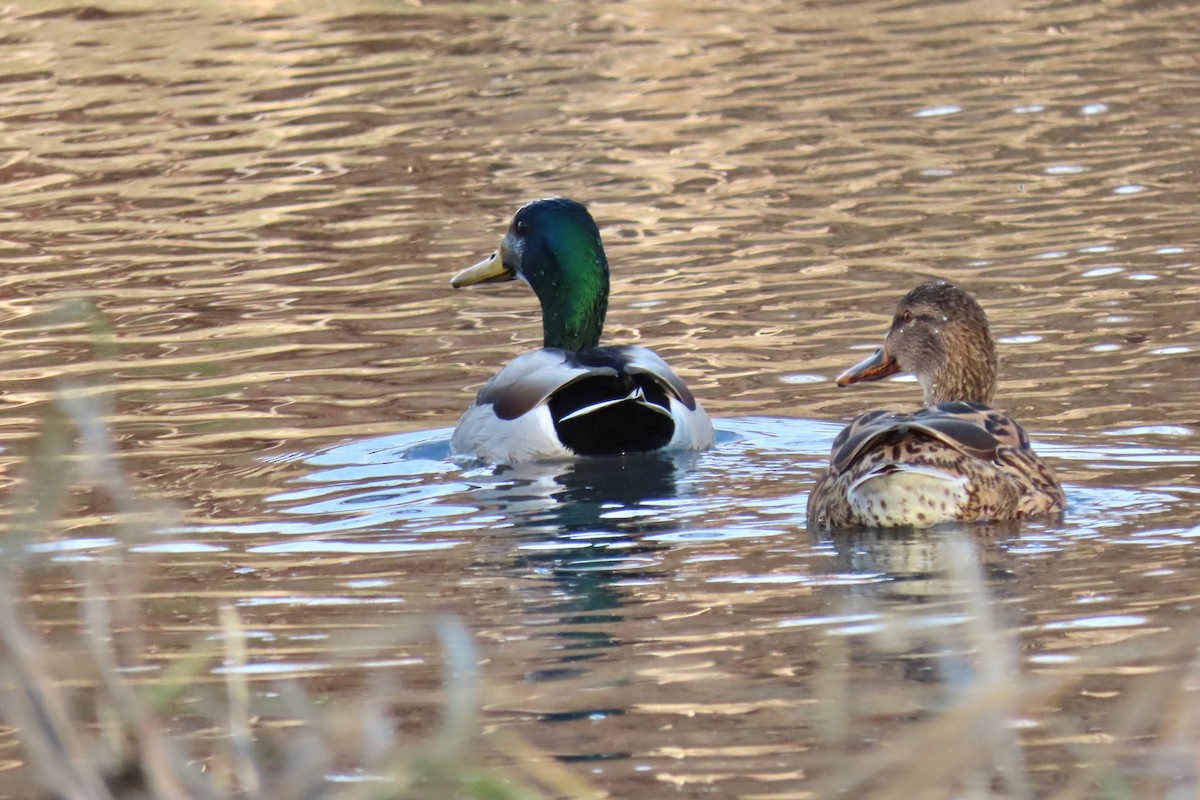 Mallard - ML646766111