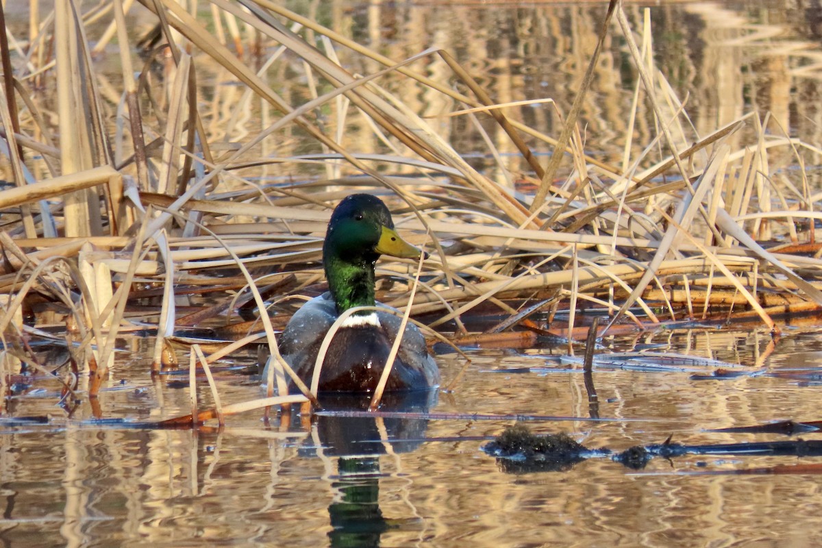 Mallard - ML646766112