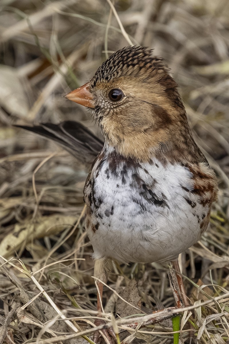 Harris's Sparrow - ML646766114