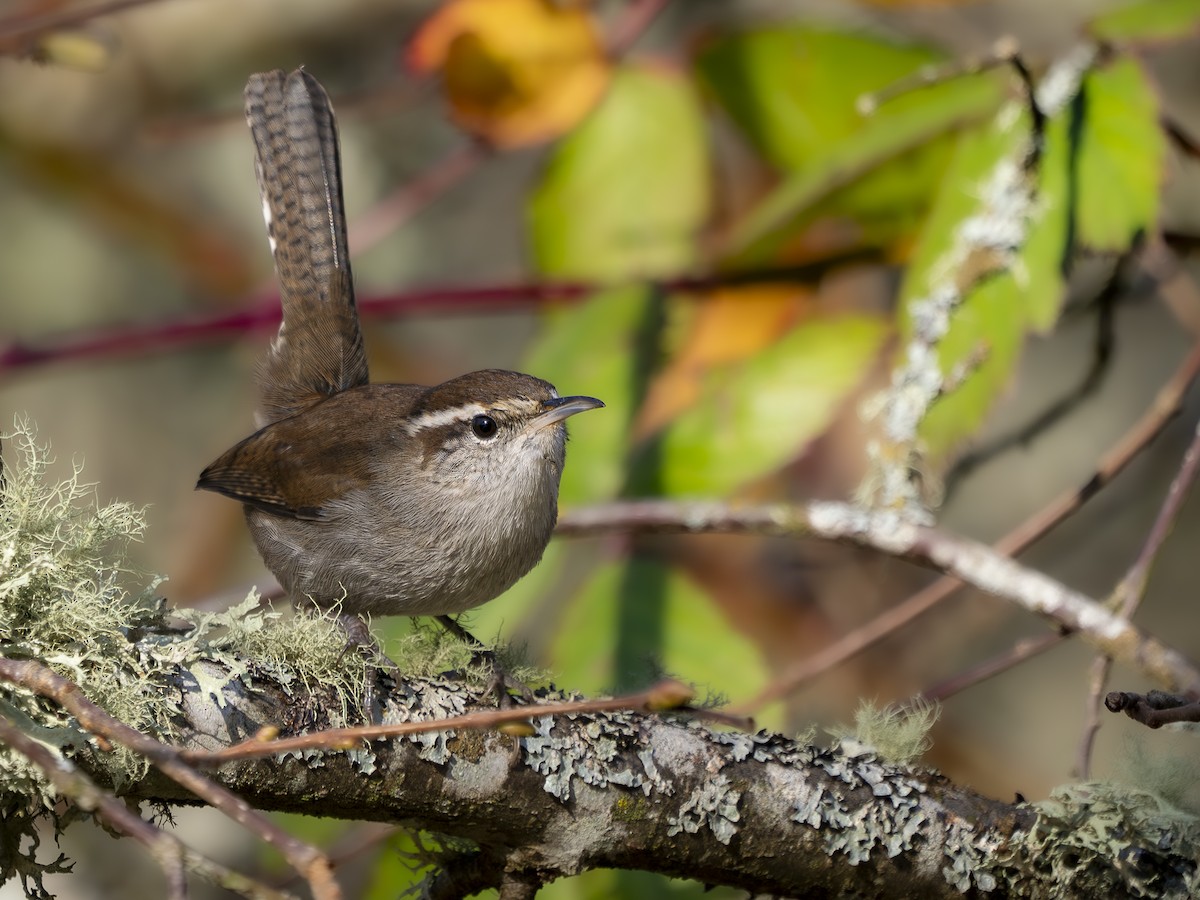 Cucarachero Colinegro - ML646766115