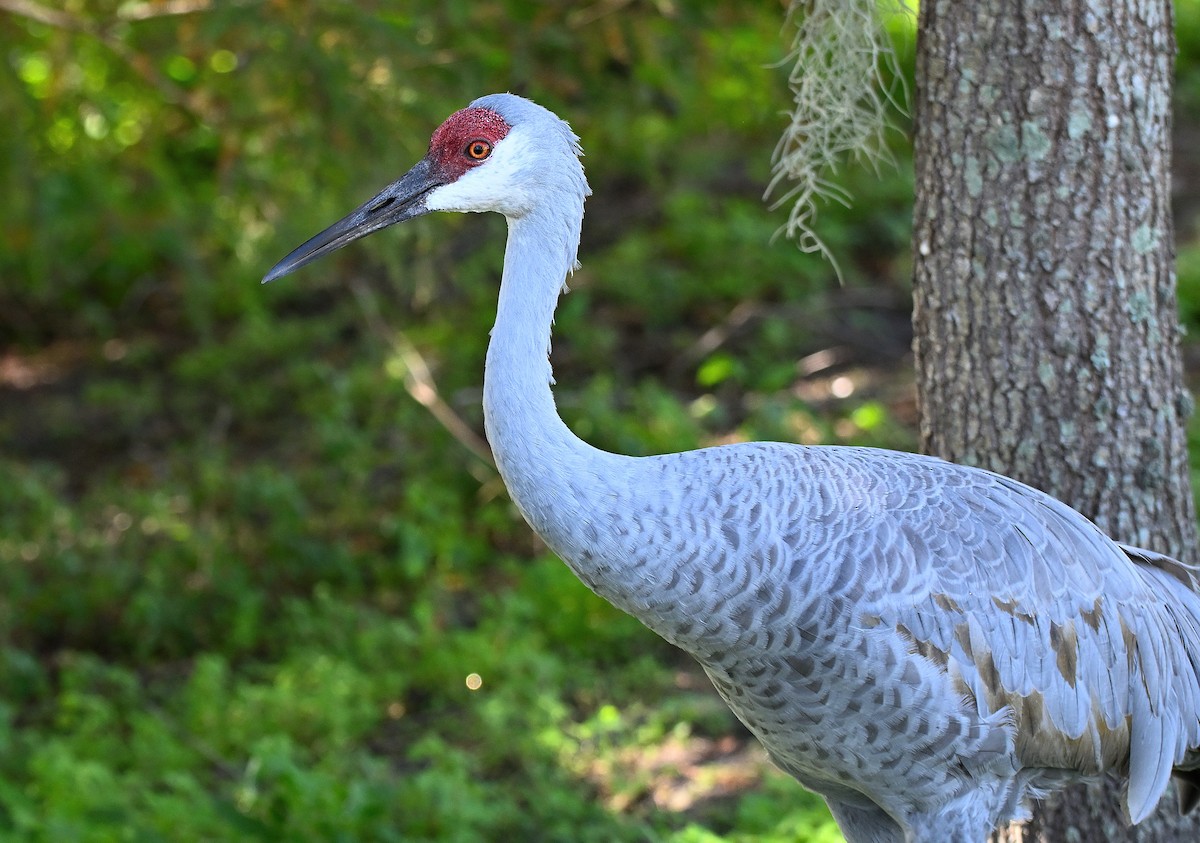 Канадский журавль - ML646766116