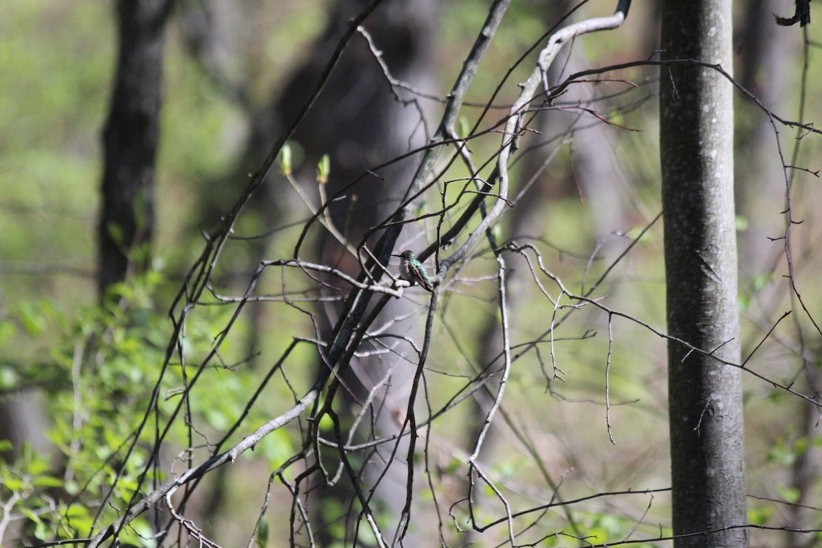 Рубиновогорлый колибри - ML646766117