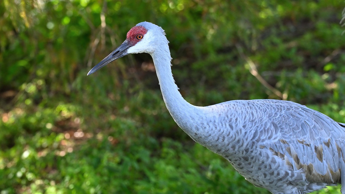 Канадский журавль - ML646766118