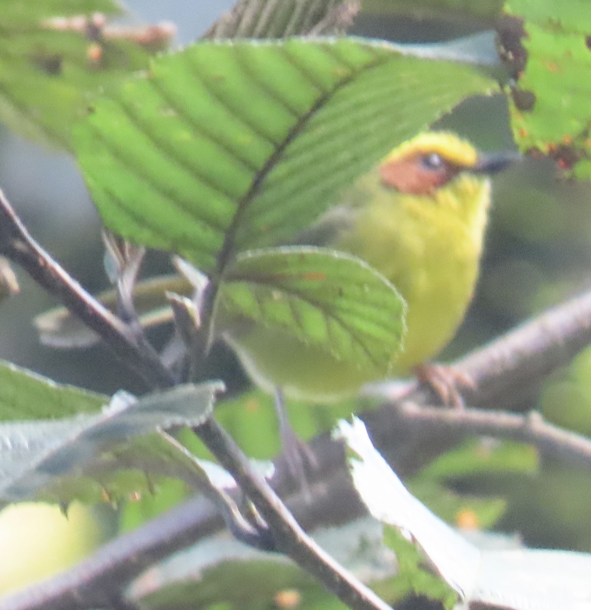 gulbrynparula - ML646766119