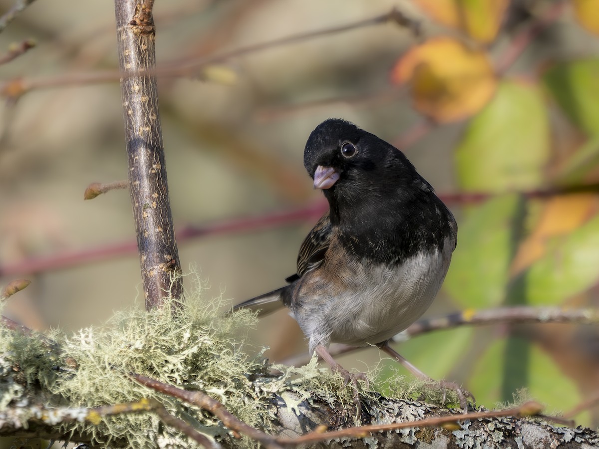 Junco Ojioscuro - ML646766120