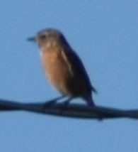 European Stonechat - ML646766125