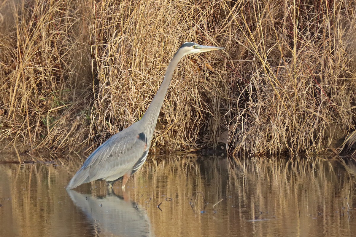 Great Blue Heron - ML646766127