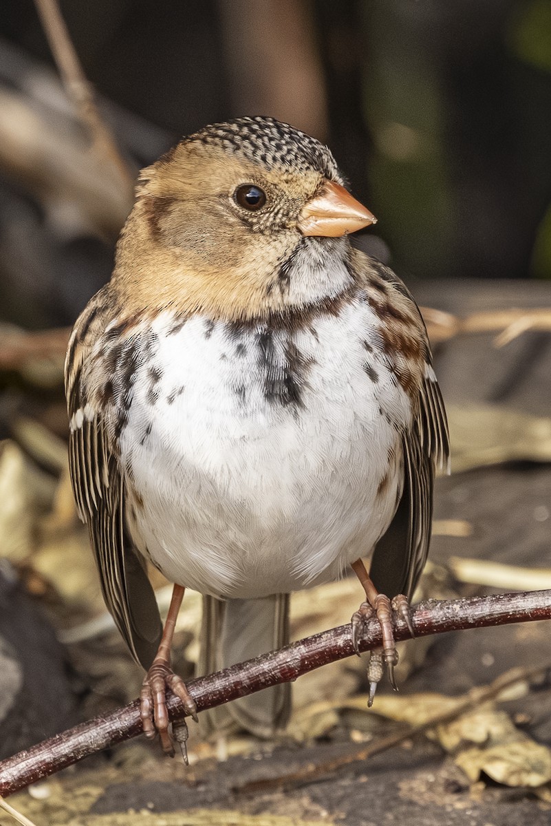 Harris's Sparrow - ML646766128
