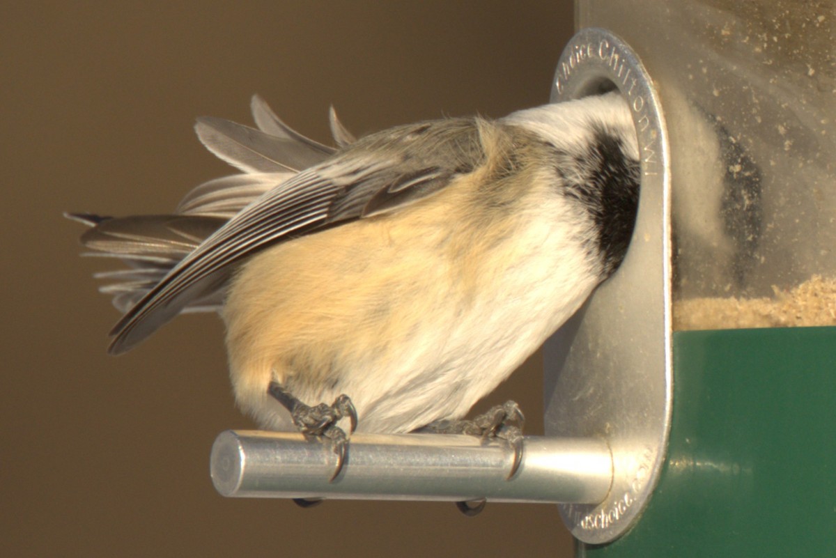 Черношапочная гаичка - ML646766129