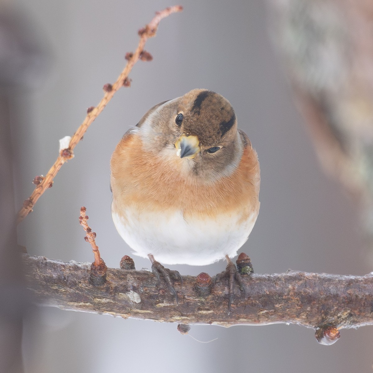 פרוש הרים - ML646766130