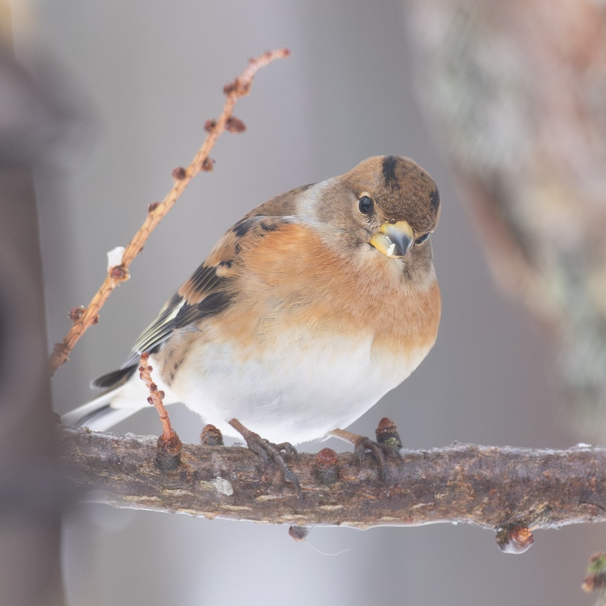פרוש הרים - ML646766131