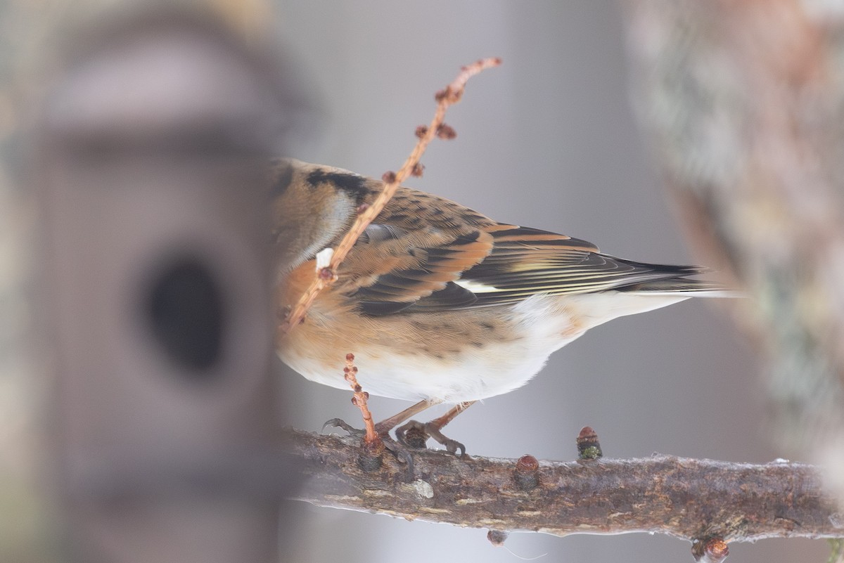 פרוש הרים - ML646766132