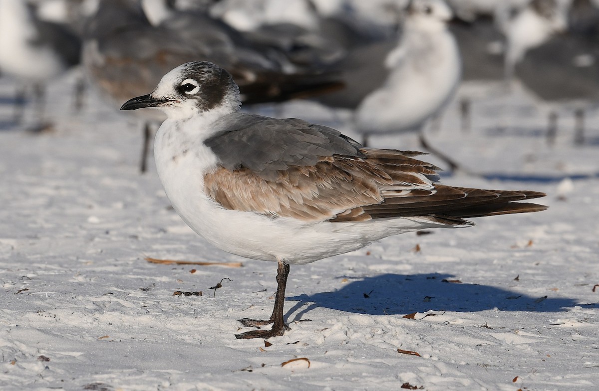 アメリカズグロカモメ - ML646766135