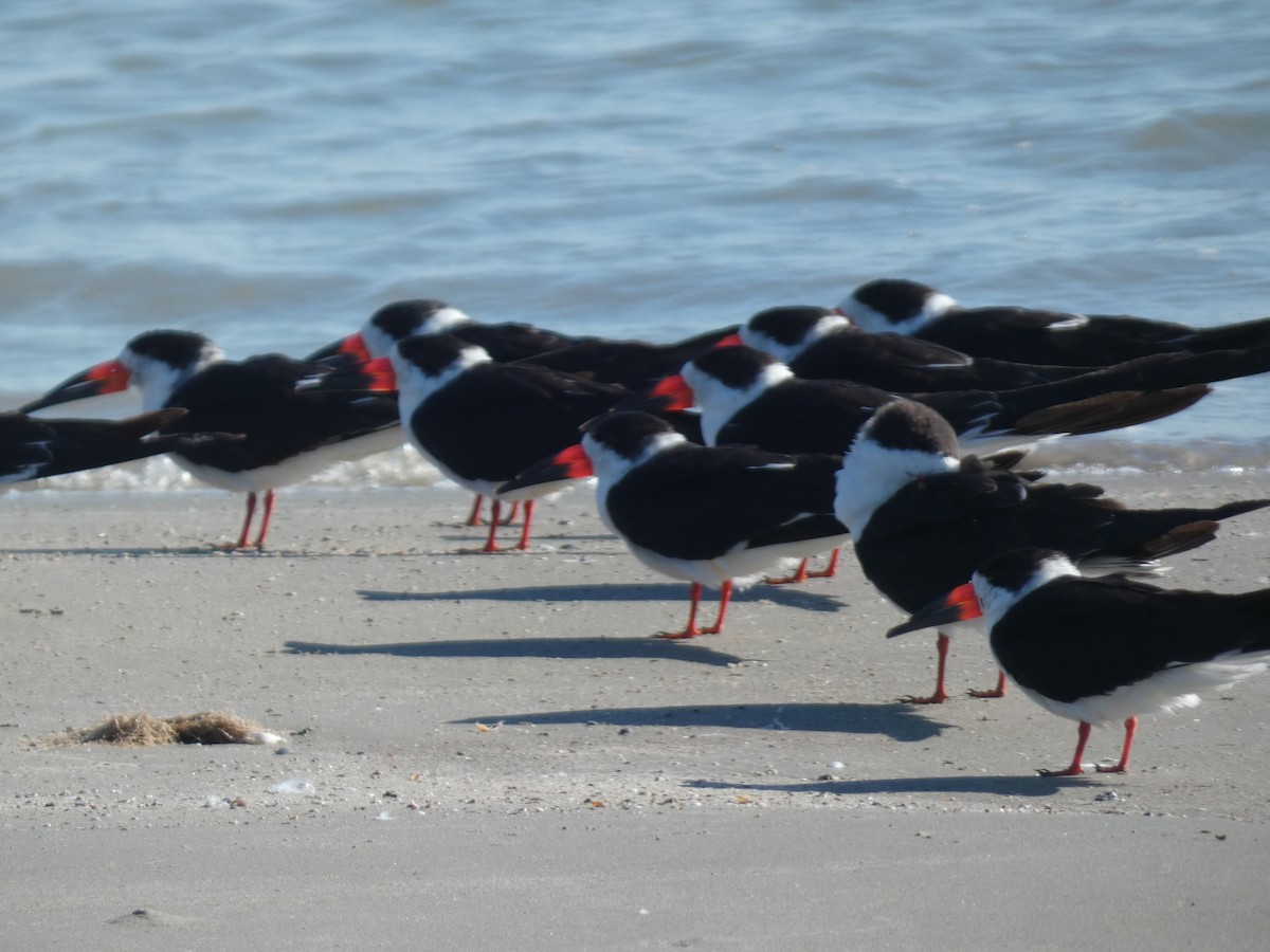 Rayador Americano - ML646766136