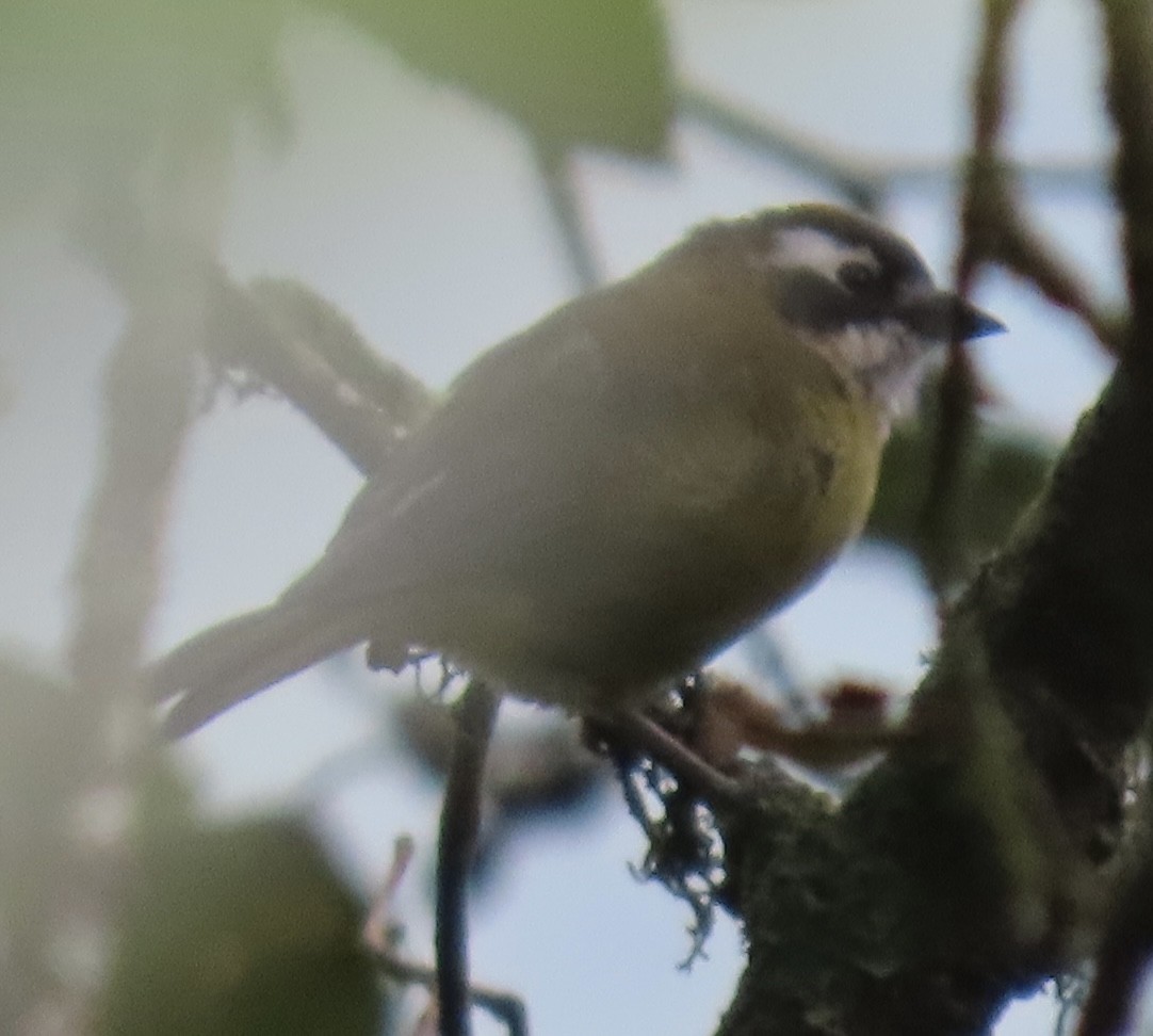 busktanagarspurv - ML646766137