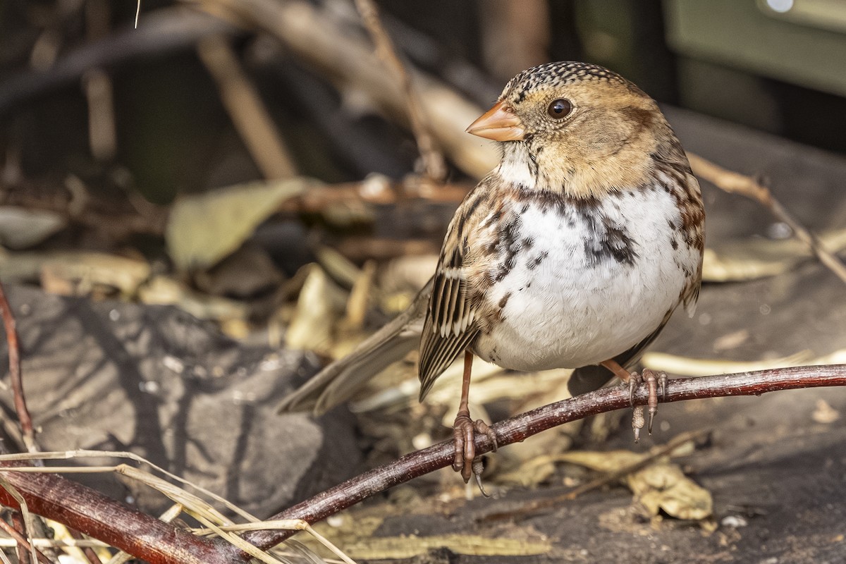 Harris's Sparrow - ML646766138