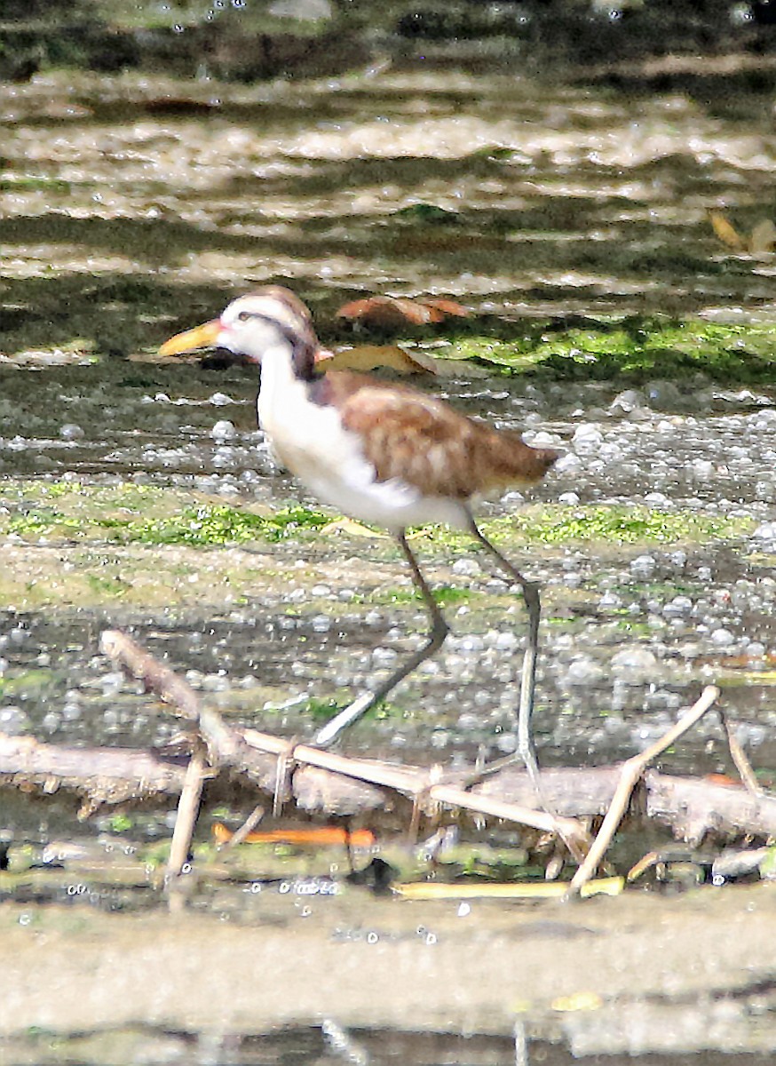 Wattled Jacana - ML646766139