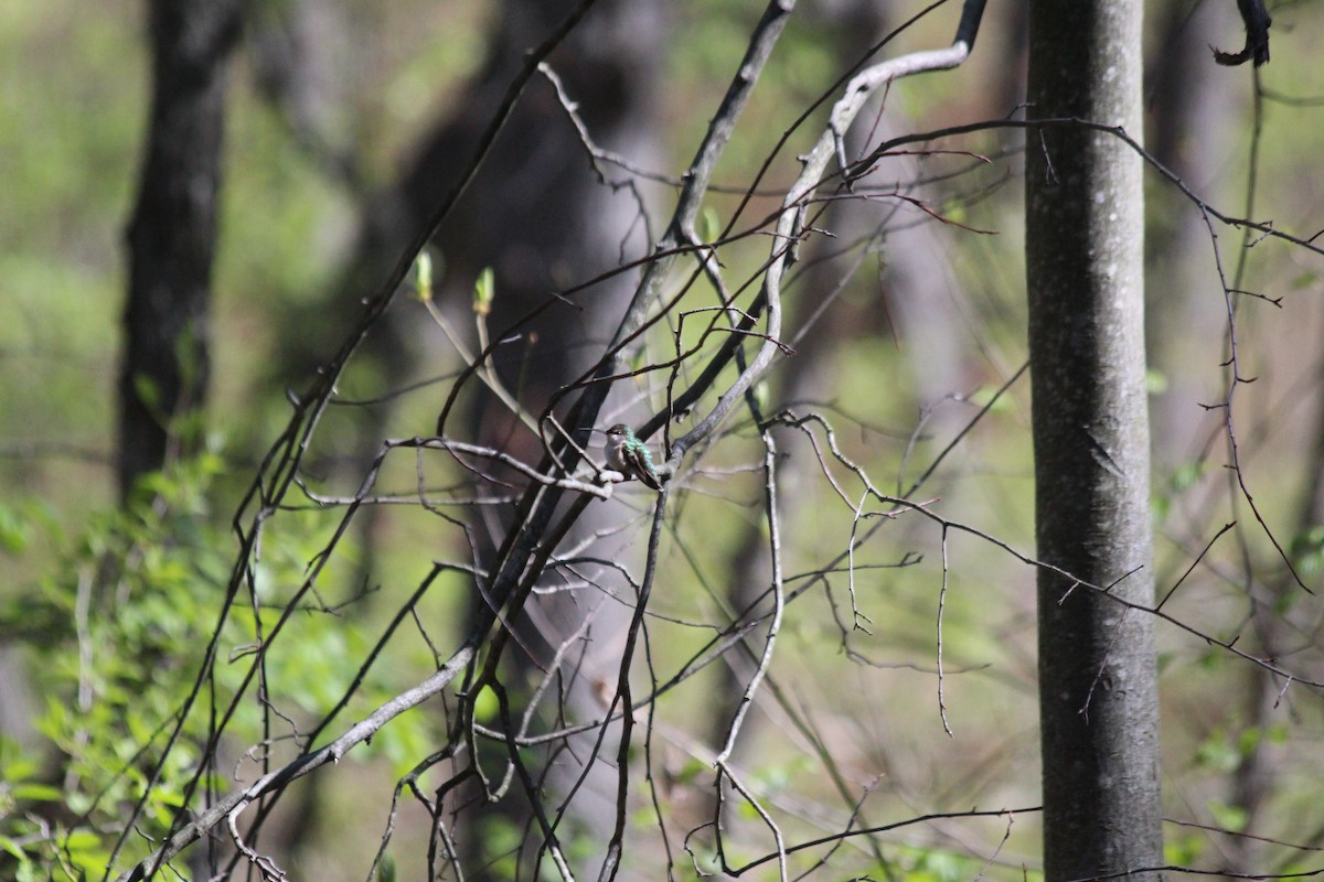 Рубиновогорлый колибри - ML646766141