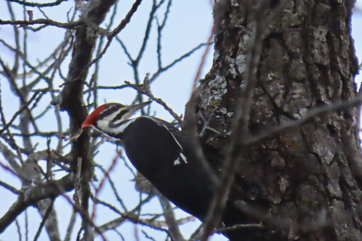 Pileated Woodpecker - ML646766142