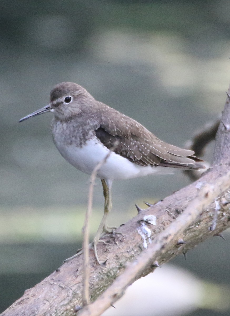 Solitary Sandpiper - ML646766143