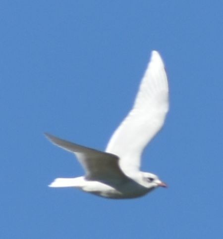 Mediterranean Gull - ML646766144
