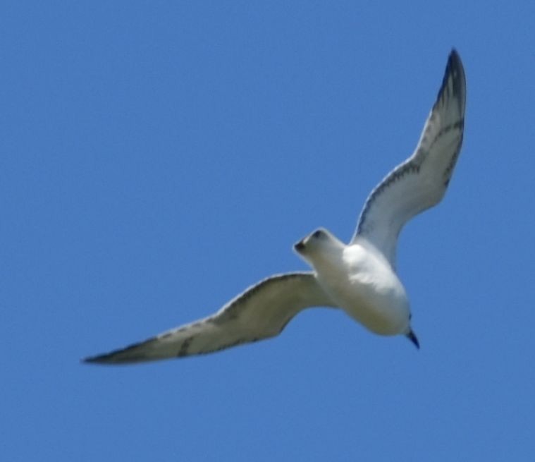 Mediterranean Gull - ML646766145
