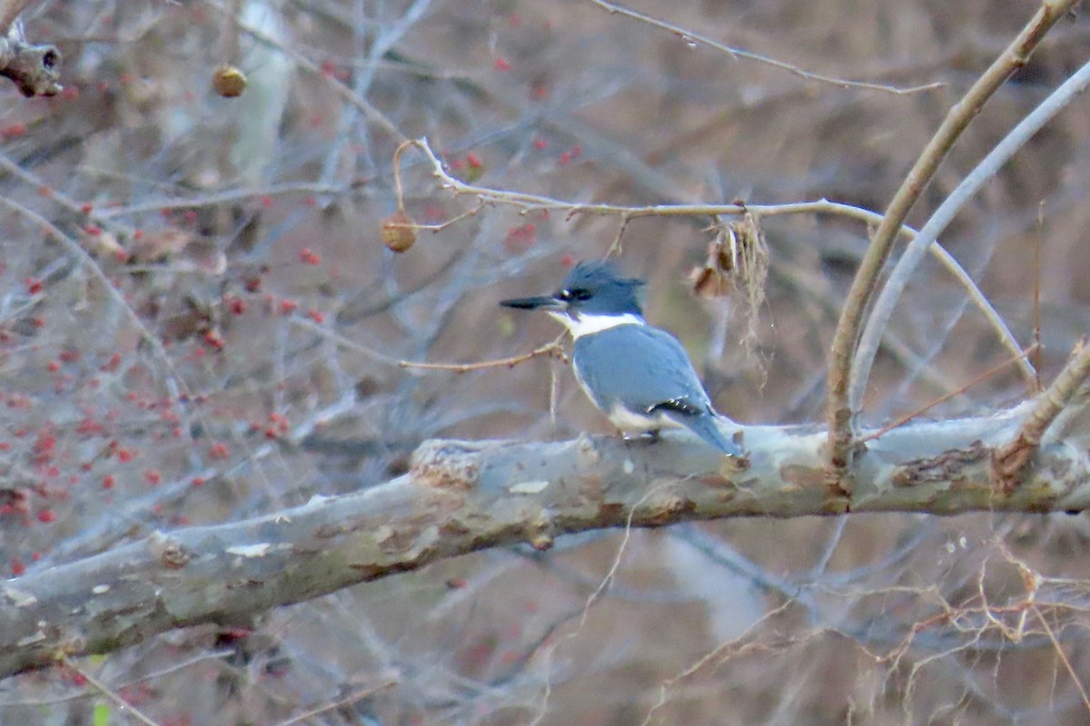 Belted Kingfisher - ML646766146