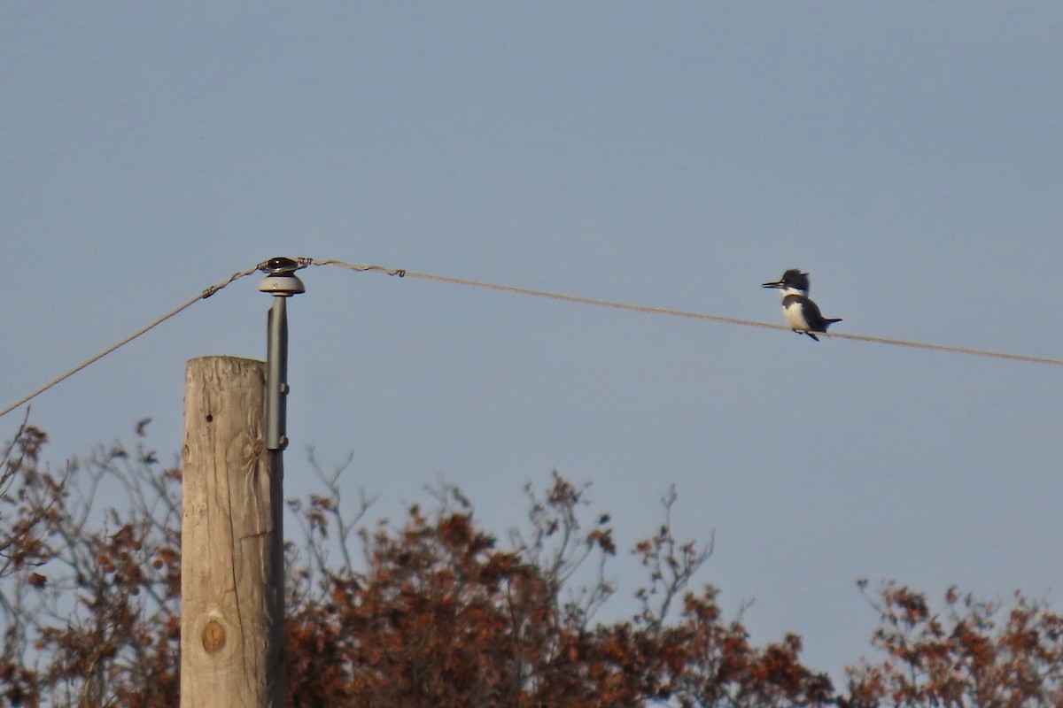 Belted Kingfisher - ML646766147