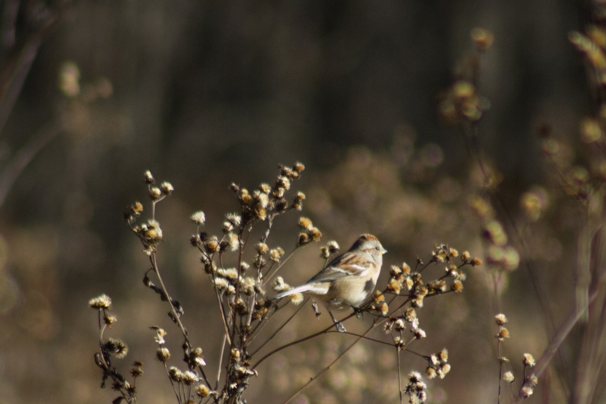 American Tree Sparrow - ML646766149