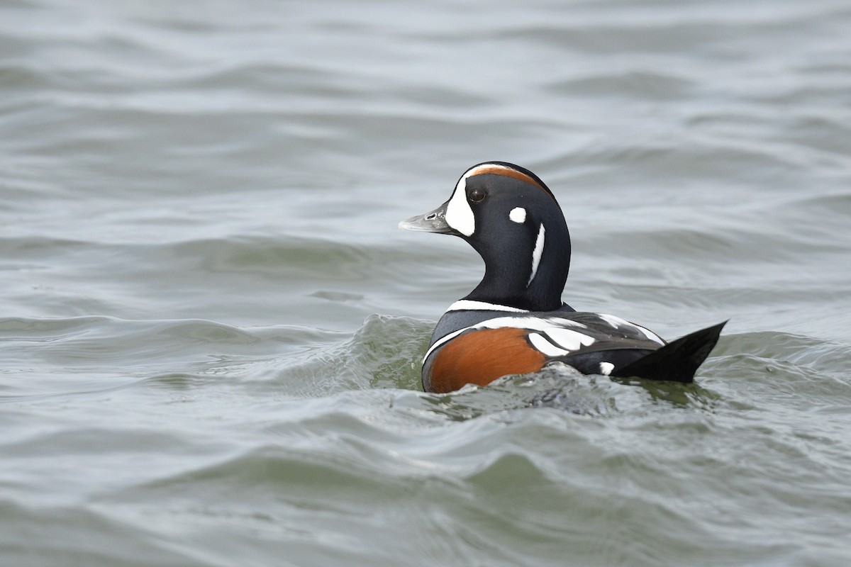 Ahate arlekina - ML646766150