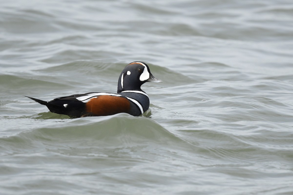 Ahate arlekina - ML646766151