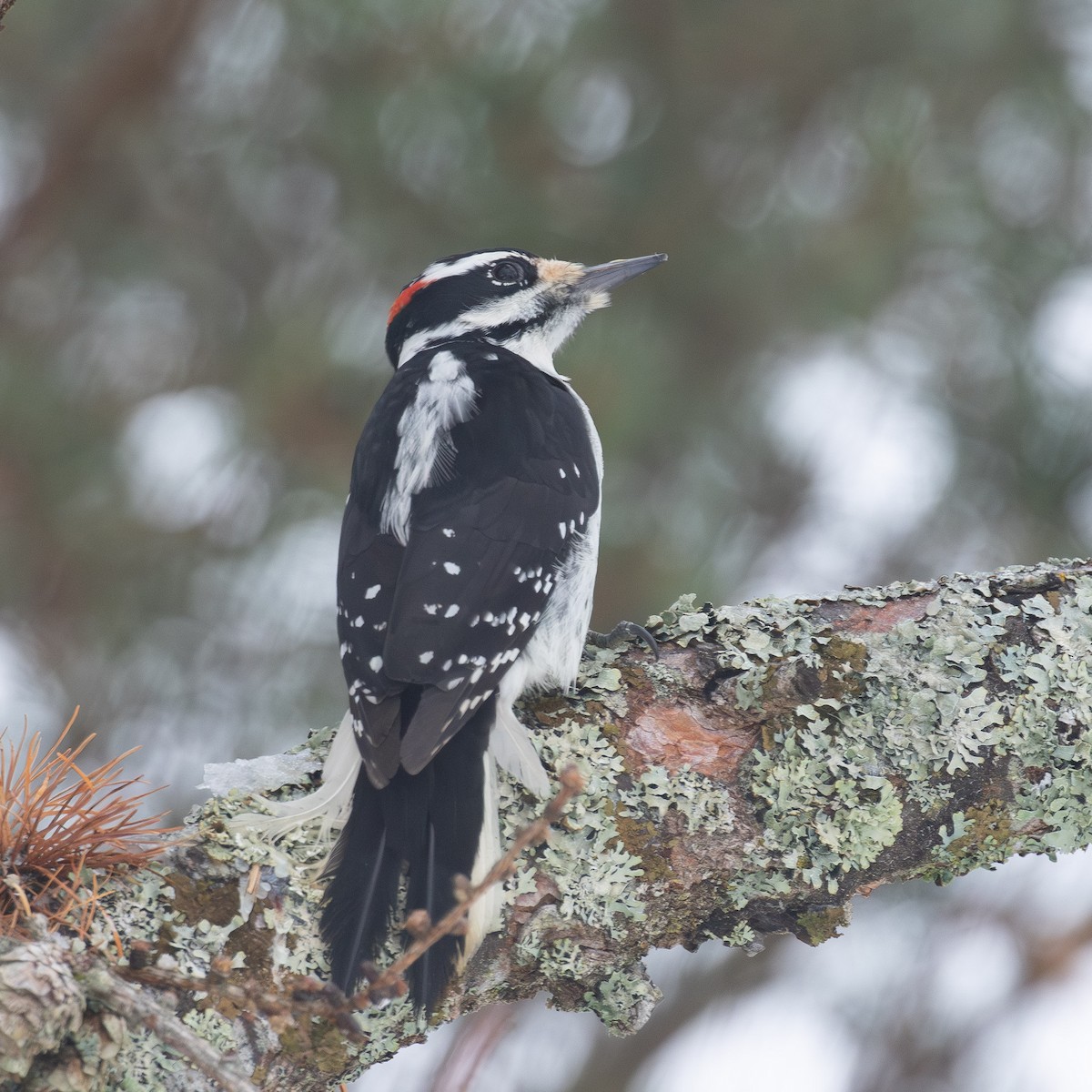Hairy Woodpecker - ML646766154
