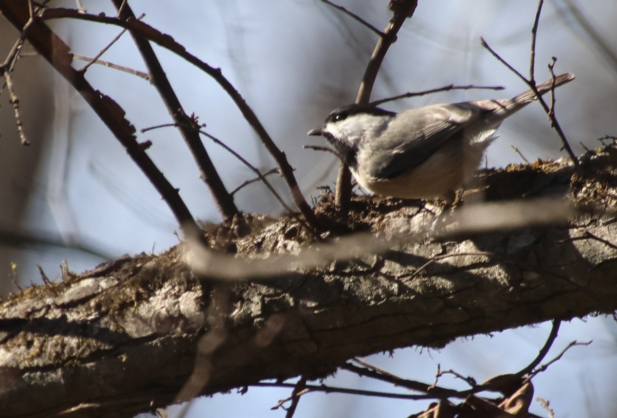 Carolina Chickadee - ML646766156