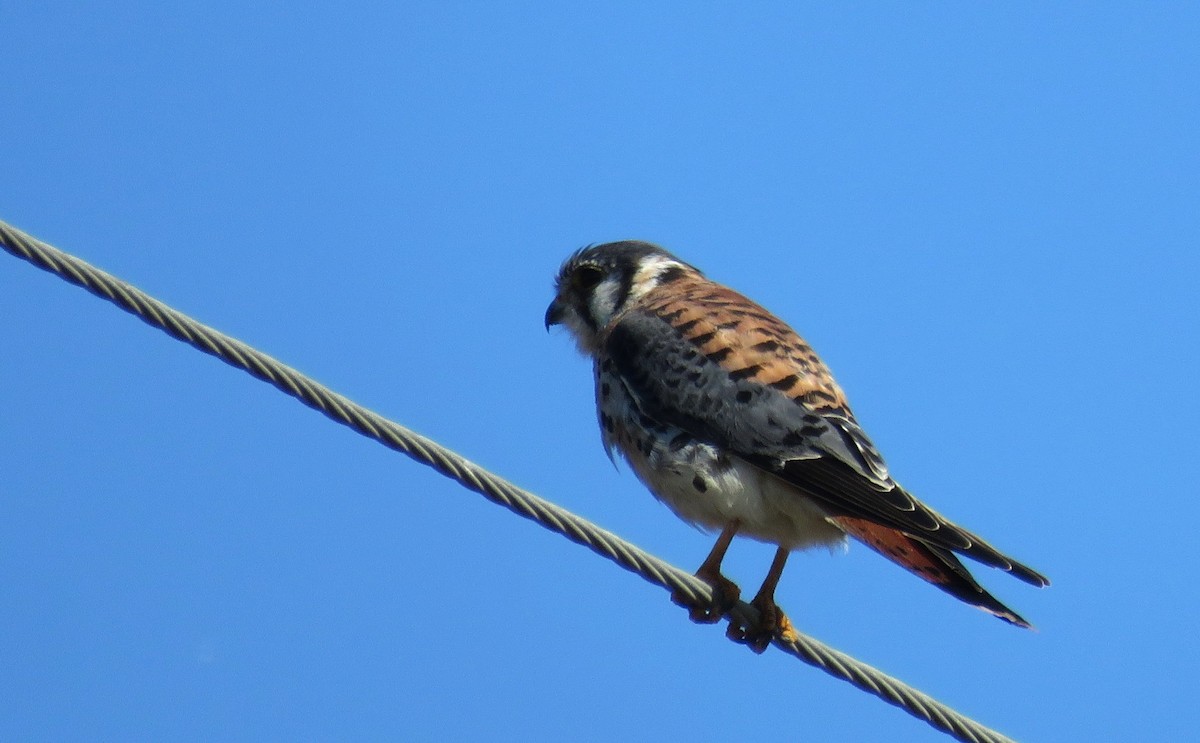 Cernícalo Americano - ML646766162