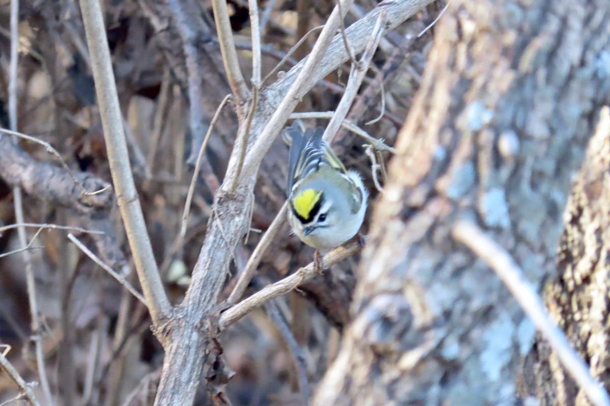 Erregetxo amerikarra - ML646766163