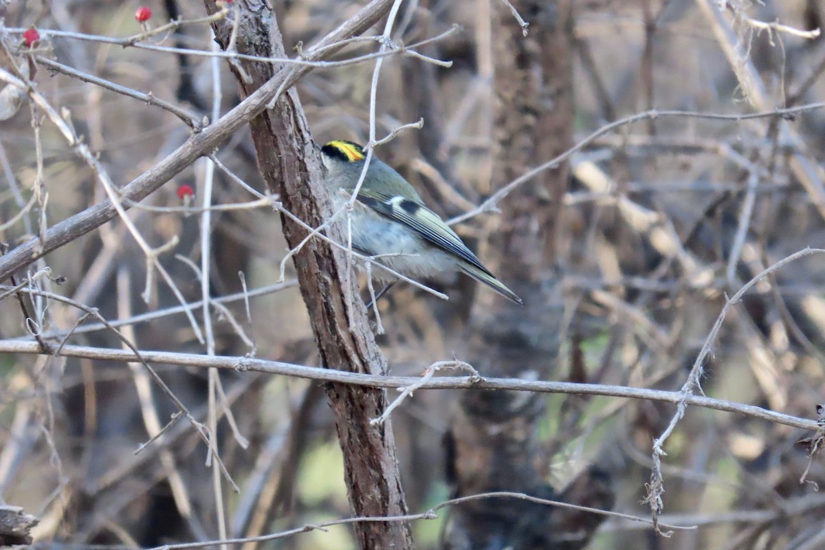 Erregetxo amerikarra - ML646766164