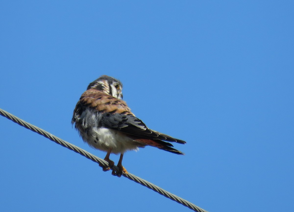 Cernícalo Americano - ML646766165