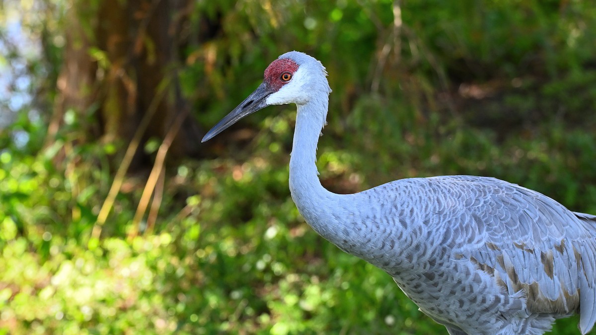 Канадский журавль - ML646766166