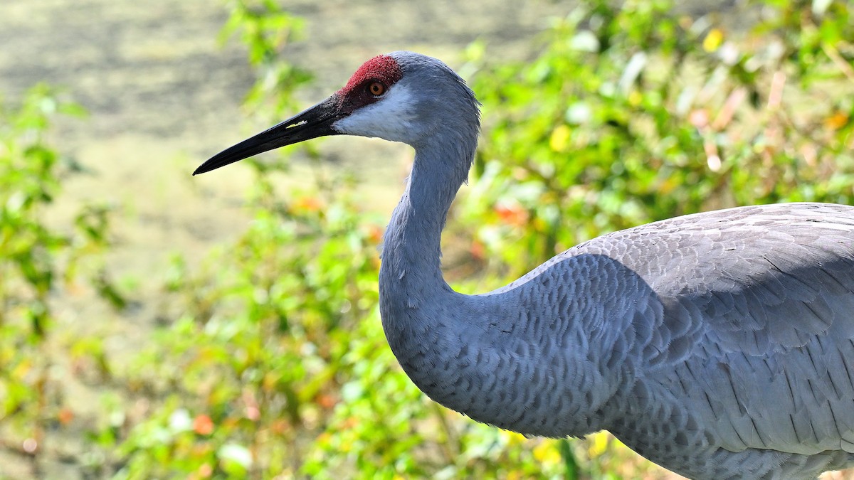 Канадский журавль - ML646766167