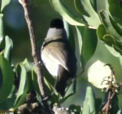 Eurasian Blackcap - ML646766174