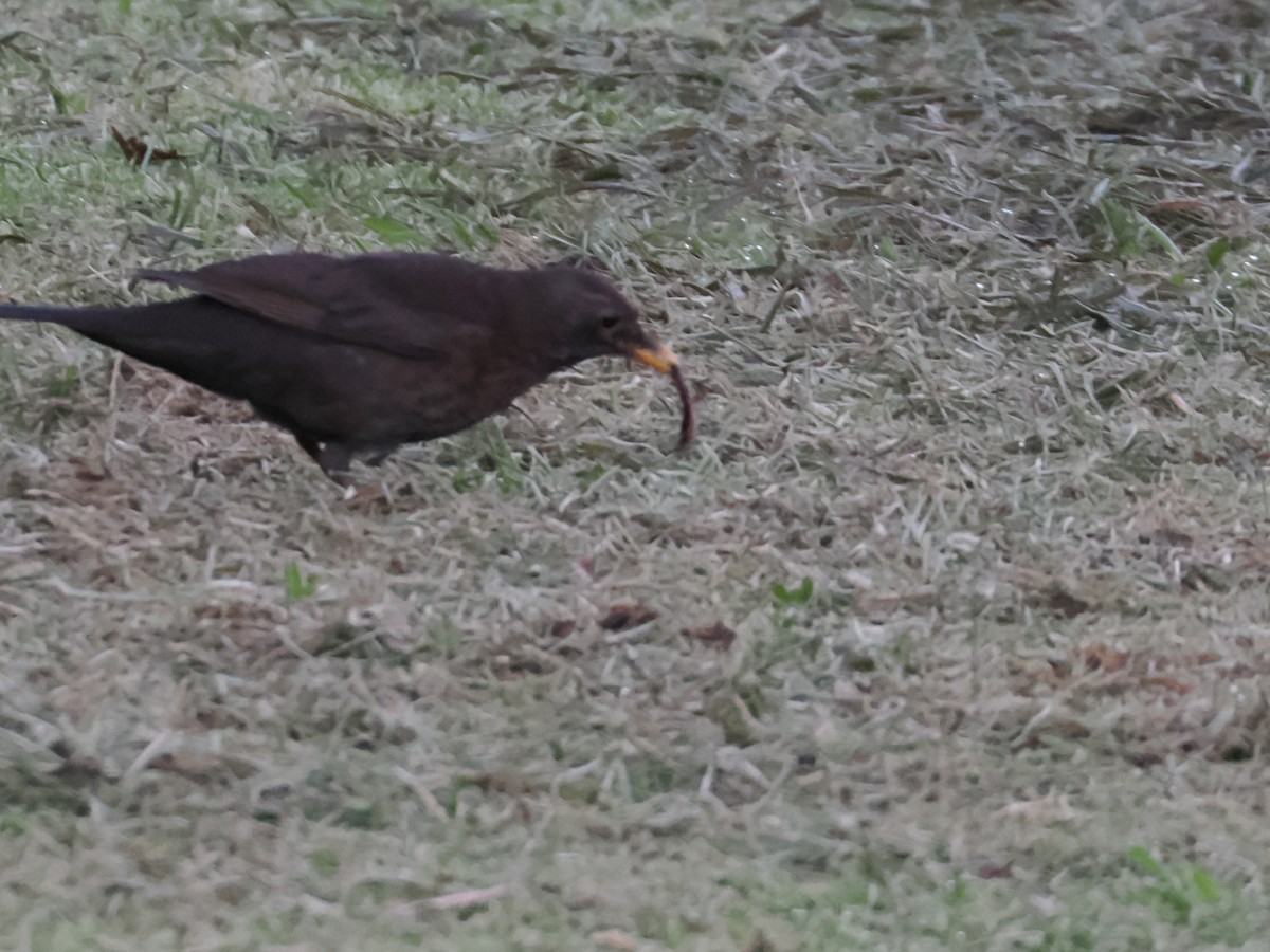 Чёрный дрозд - ML646766178