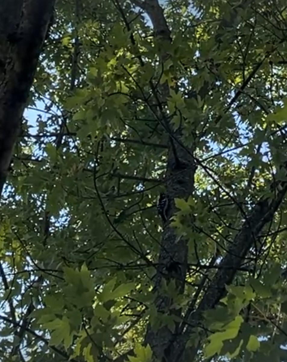 Yumuşak Tüylü Ağaçkakan - ML646766181