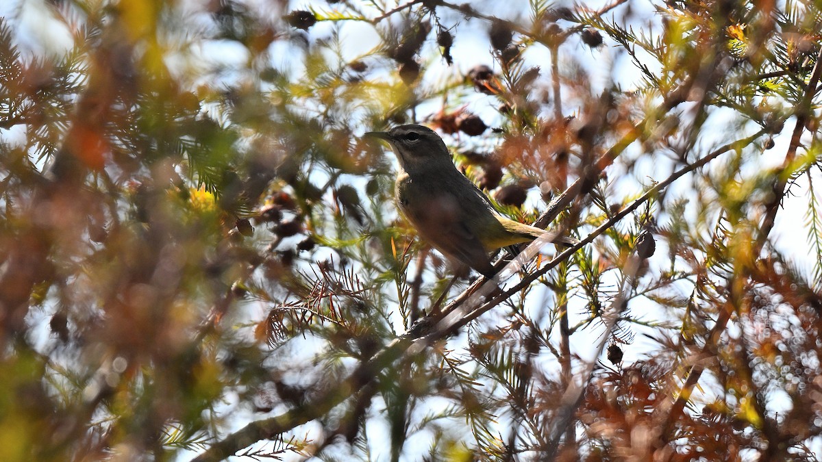 Пальмовая древесница - ML646766182