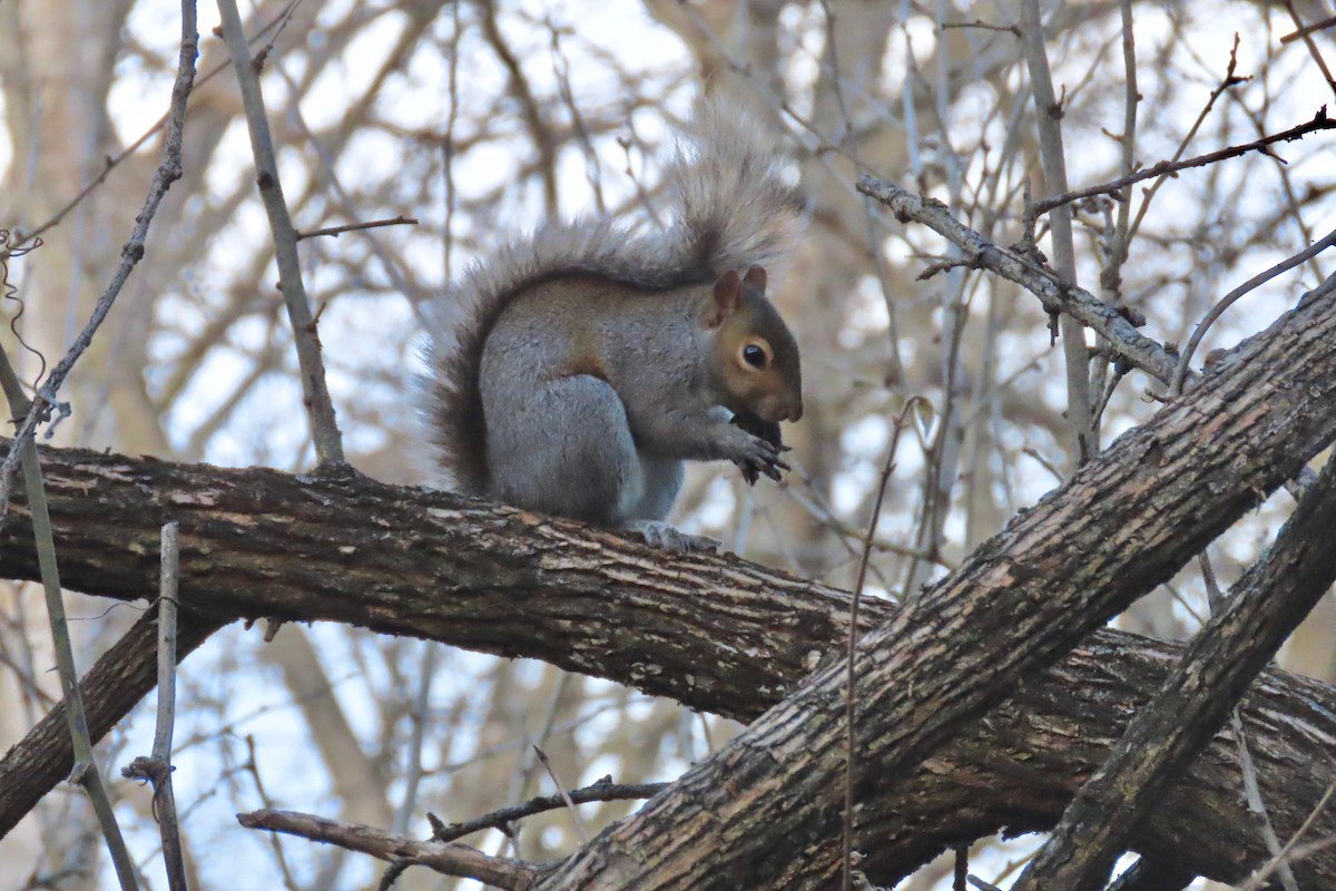 Animals - ML646766183