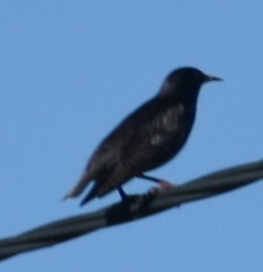 Spotless Starling - ML646766185