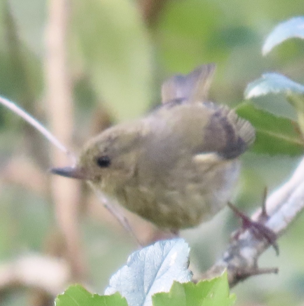 kanelblomsterborer - ML646766186