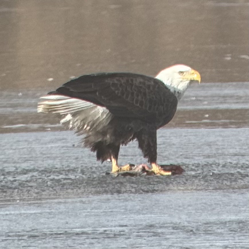 Weißkopf-Seeadler - ML646766187