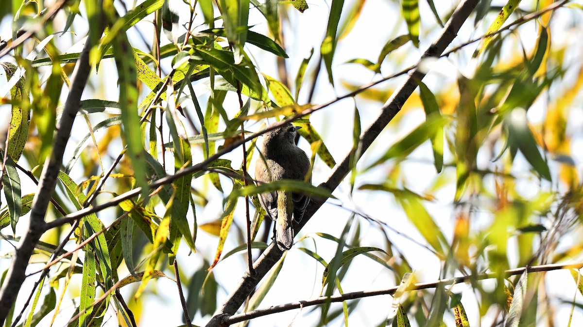 Пальмовая древесница - ML646766188