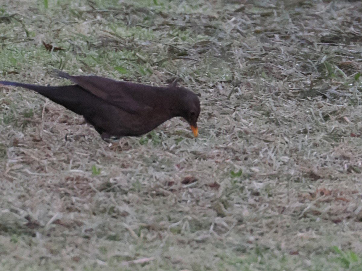 Чёрный дрозд - ML646766189