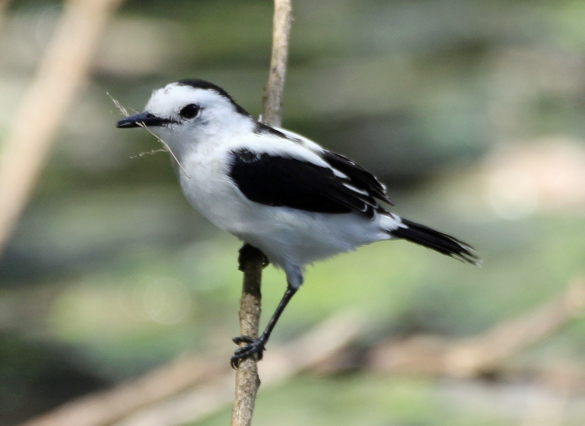Pied Water-Tyrant - ML646766190